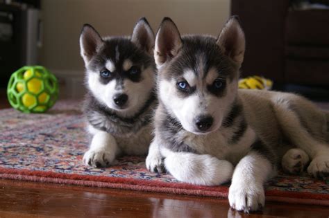 Black Husky Puppies - Viewing Gallery