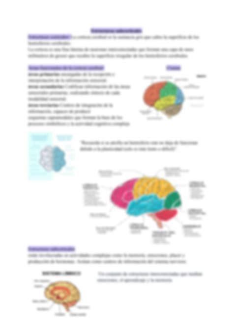 SOLUTION Sistema Nervioso Neurociencias Studypool