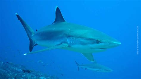 Mystery of the Lost Island / Deadly Islands - Silverback Films 