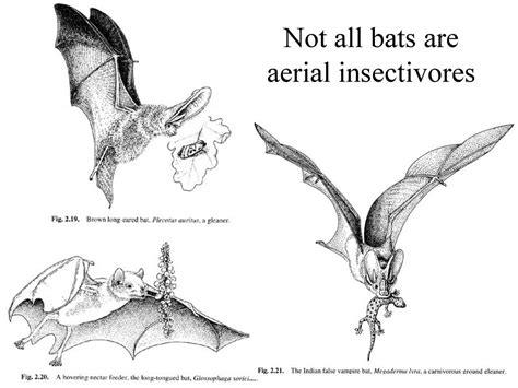 Echolocation Diversity Information Decoded From Echos Ppt Download