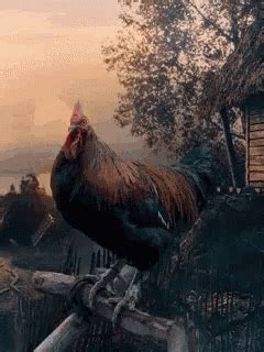 Good Morning Rooster Good Morning Rooster Cockerel ləri