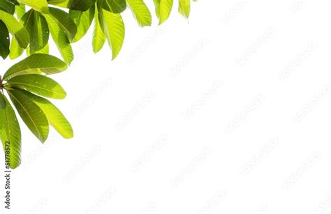 Sal Tree Isolate Stock Photo Adobe Stock