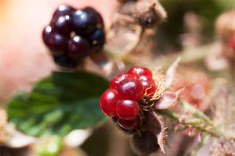 Free Images Tree Branch Blossom Prickly Berry Leaf Flower Ripe