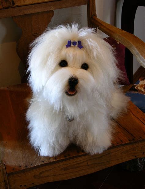 18 Coton hair cuts ideas | coton de tulear puppy haircuts, cotton de