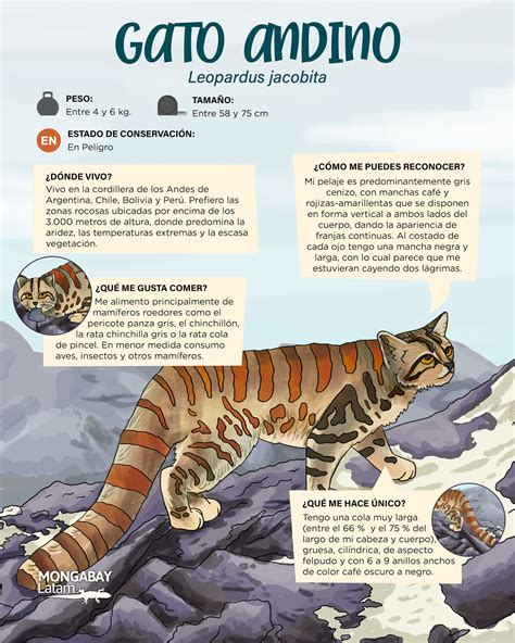 Gato andino: recrudecen las amenazas que complican el futuro de esta