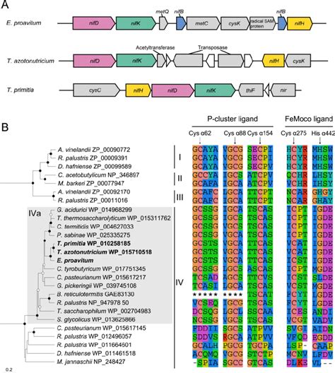 5. Structure of the gene clusters encoding structural components of ...