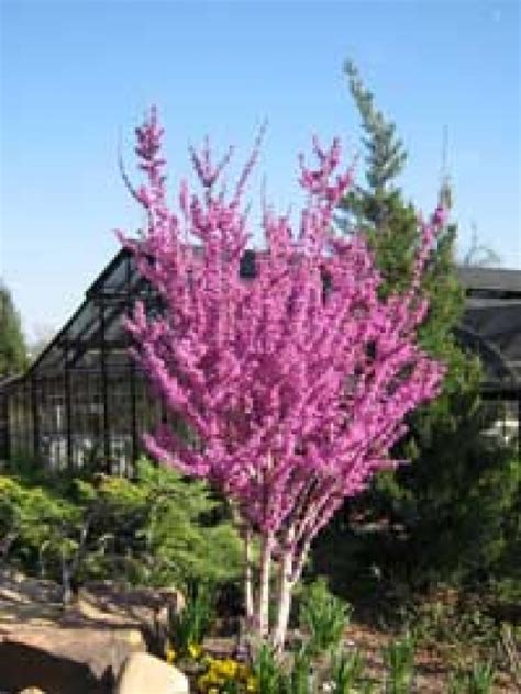 Cercis Chinensis Avondale Chinesischer Judasbaum Avondale