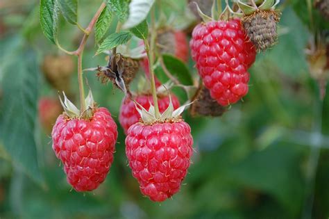 raspberry pi raspberry images pixabay
