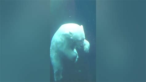 Favorite Friends White Bears Polarbears Youtube