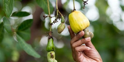 Как выглядит орех кешью: полезные свойства и вред