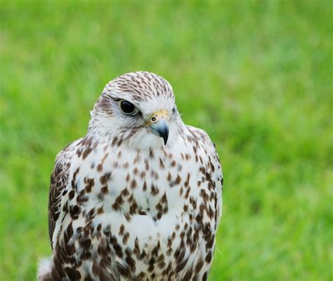 falcon saker images    freepik
