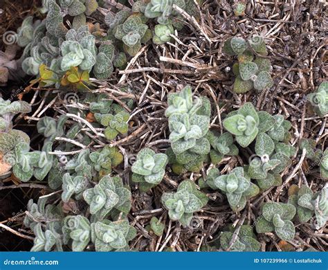 Origanum Dictamnus Dittany Of Crete Herb Royalty Free Stock Photo