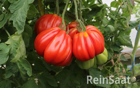 Bio Saatgut Tomate Malea Tomatenzauber De Onlineshop