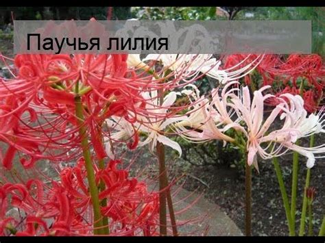 Паучья лилия - YouTube