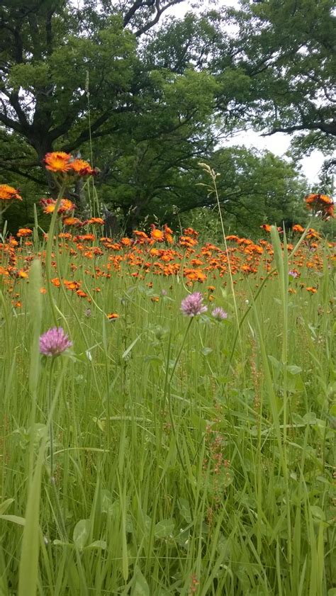 June Hayfield Wildflowers A Bug S Life Is Not So Bad From This View