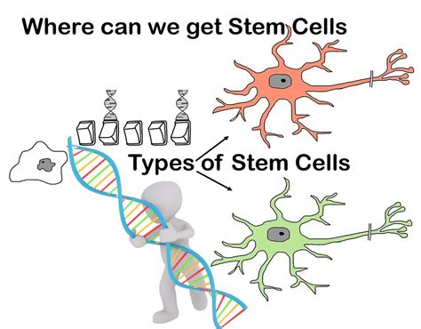 Where can we get Stem Cells - Types of Stem Cells