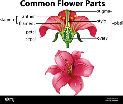 Parts Of A Flower