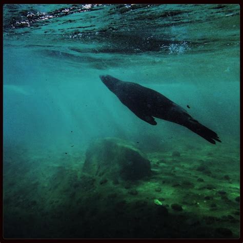 Premium Photo | Underwater view of seal swimming