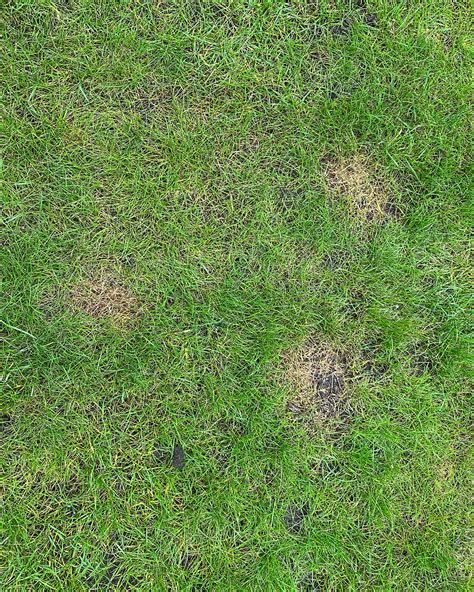 how to fix dog urine patches in lawn