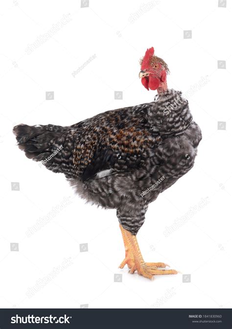 Naked Neck Rooster Isolated On White Stock Photo Shutterstock