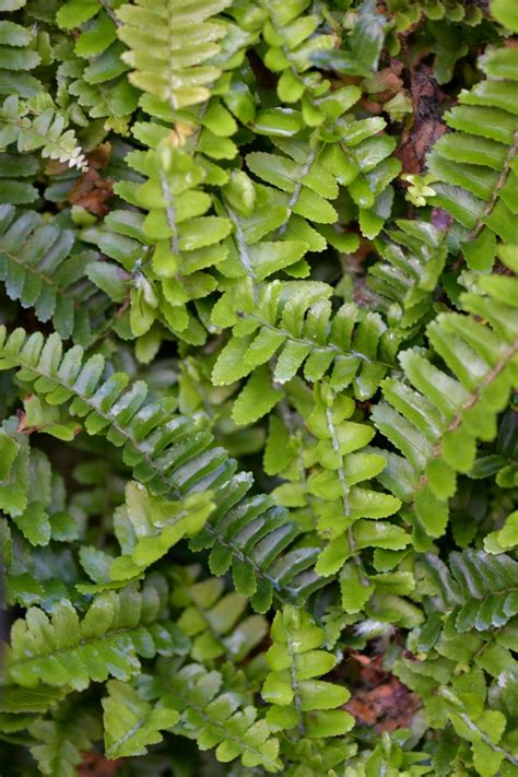 General Plant Photos Sword Fern Plant 31