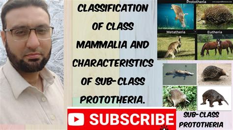 Classification of class Mammalia and characteristics of sub class prototheria. - YouTube