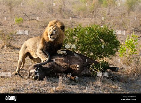 Lion Hunting Buffalo Hi Res Stock Photography And Images Alamy