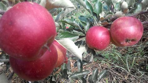 Яблоня Еліза - YouTube