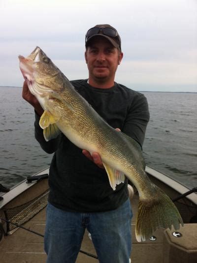 Mille Lacs Walleyes Moving Toward Shoreline Breaks Fishing Reports