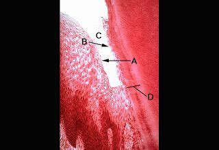 Oral Histology Digital Lab Periodontium Dentogingival Junction Image 15