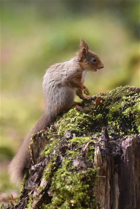 Dsc Red Squirrel Ita Martin Flickr