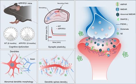 Frontiers Deficits In N Methyl D Aspartate Receptor Function And Synaptic Plasticity In