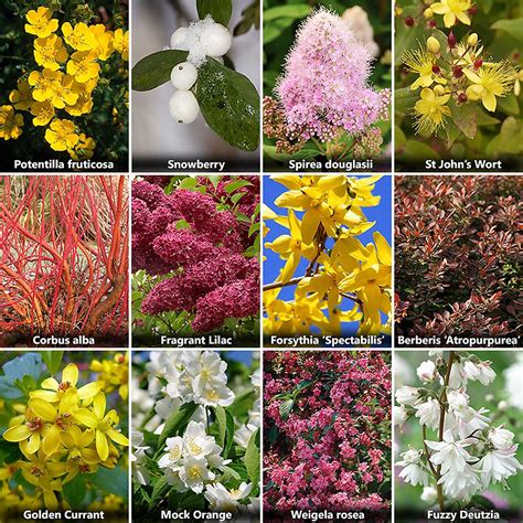 All Year Round Wild Flowers at Lloyd Sutton blog