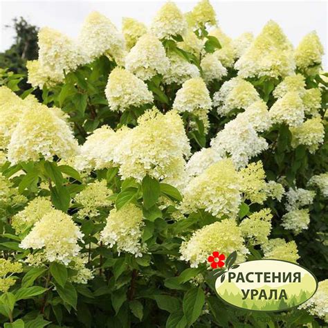 Гортензия ЛаймЛайт от питомника Растения Урала