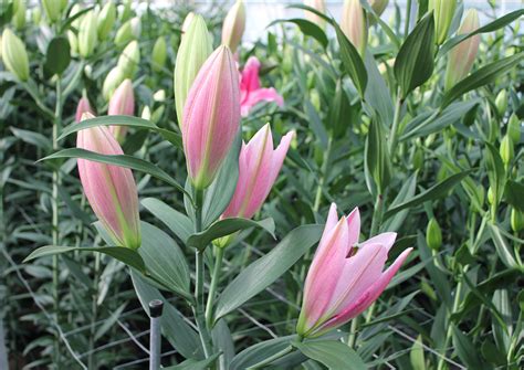 Trocadero | Zabo Plant