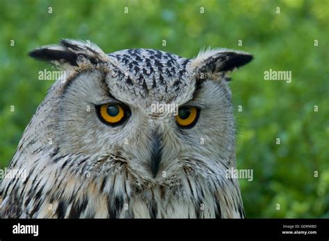 Annimal Picture Hi Res Stock Photography And Images Alamy