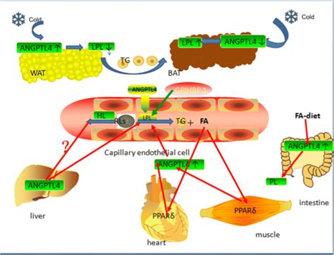 The Role Of Angptl In Lipid Metabolism And Energy Regulation Is Tissue