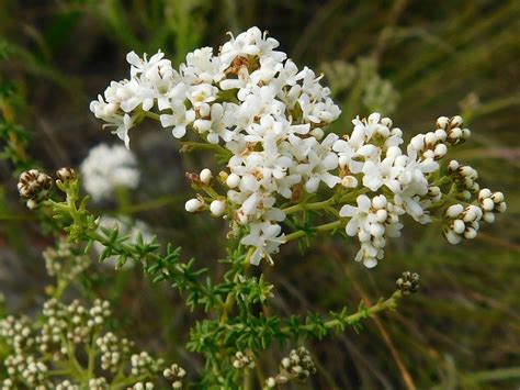 Ball Bitterbush From Genadendal Bakenskop 7234 South Africa On August