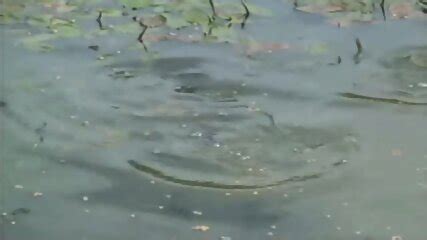 Alice S Naked Summer 2004