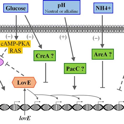 Lovastatin Biosynthetic Pathway Upper Part And Biosynthetic Gene