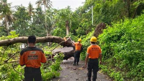 Hujan Disertai Angin Kencang Pohon Tumbang Terjadi Di Beberapa Titik