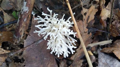 Maryland Biodiversity Project White Coral Fungus Ramariopsis Kunzei