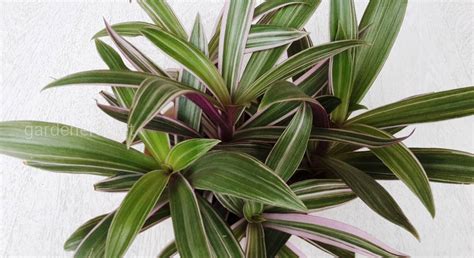 Рео: виды и сорта | Огородники