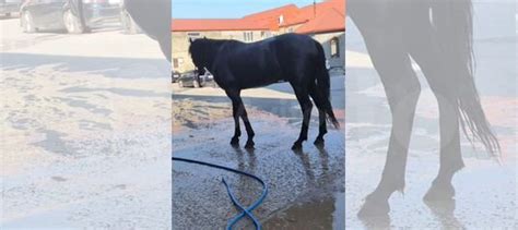 Лошадь К купить в Махачкале | Животные и зоотовары | Авито