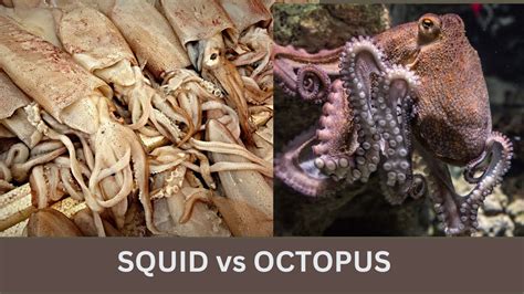 Squid Vs Octopus What S The Difference English Vocabulary Youtube