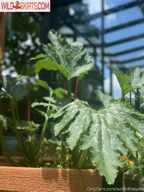 Wolfofthewild Nude Leaked Photos And Videos WildSkirts