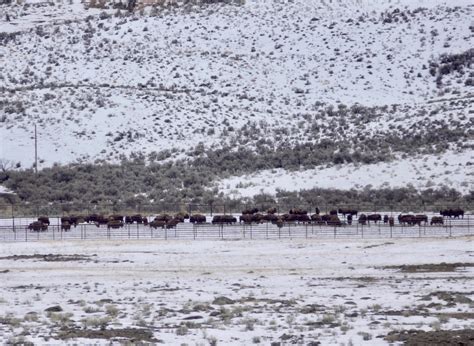 Rick Lamplugh: A Day in the Yellowstone Bison Migration: A Photo Essay