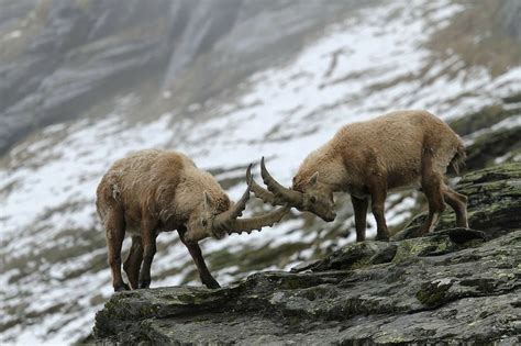 Pingl Sur Faune Des Montagnes