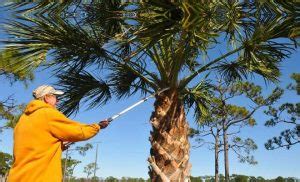 When Should Palm Trees Be Trimmed Solved