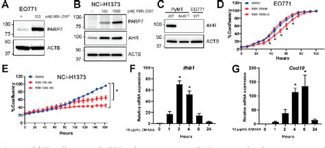 Figure 1 From Loss Of Parp7 Increases Type I Interferon Signaling In